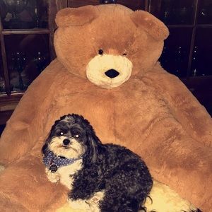 Giant Oversized Teddy Bear